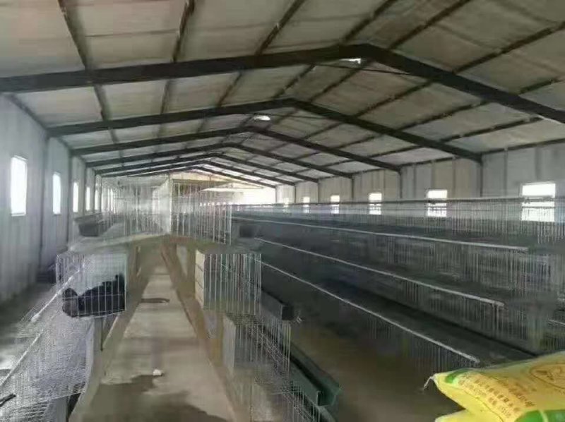鑫旺大型养殖搭建鸡舍鸭舍猪舍