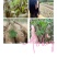 葛根种苗粉葛苗（搭配营养土，免费提供育苗种植技术）