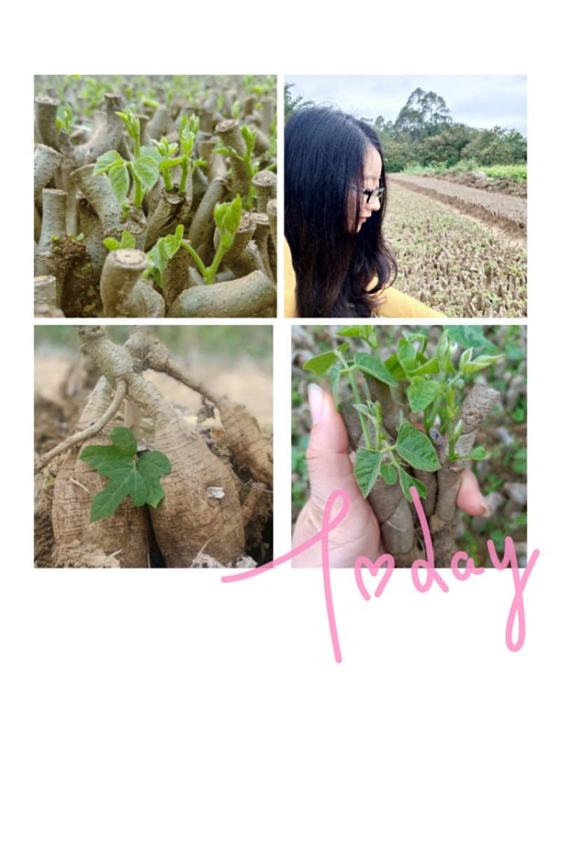 葛根种苗粉葛苗（搭配营养土，免费提供育苗种植技术）