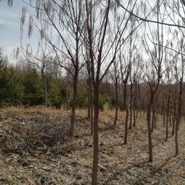 辽宁开原梓树黄金梧桐一级定植树工程苗繁育基地规格齐全