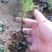 老兵苗圃自产自销撒金柏苗