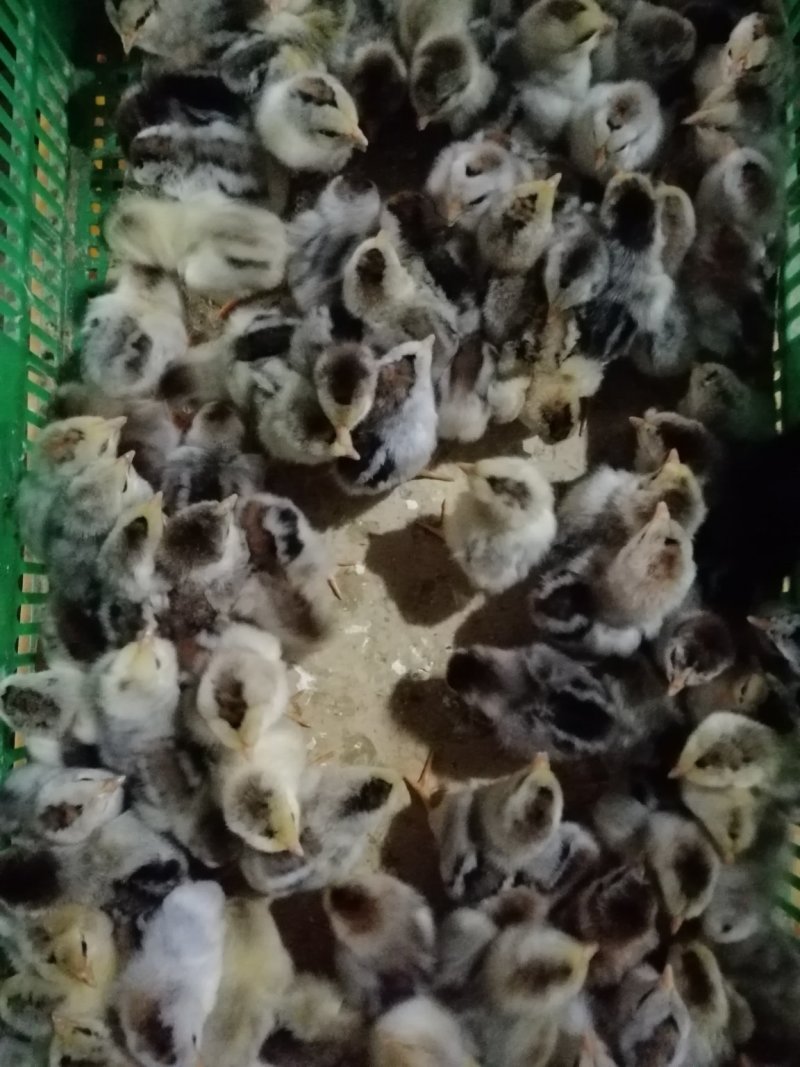 彩凤鸡苗厂家直销包疫苗成活