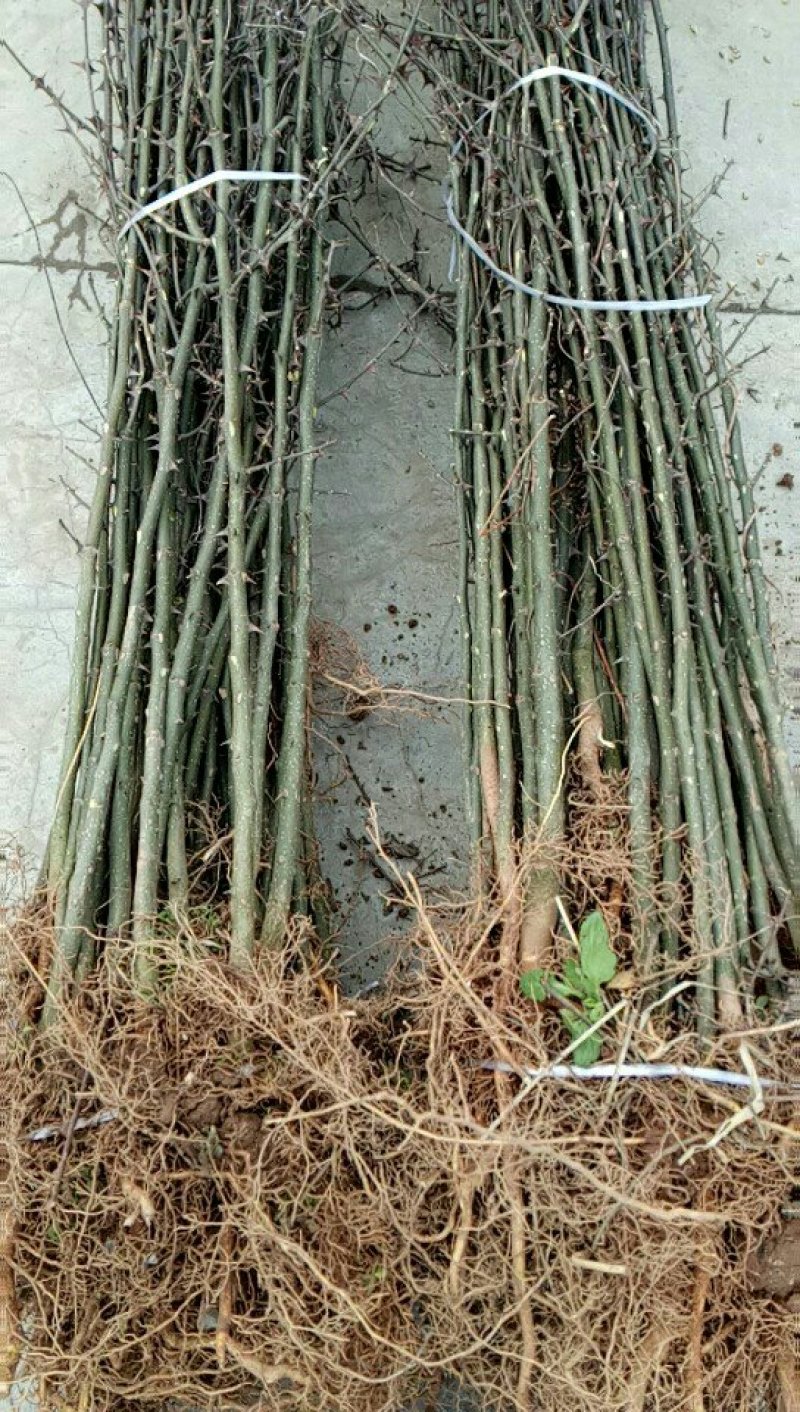 出售花椒苗，核桃苗，樱桃苗