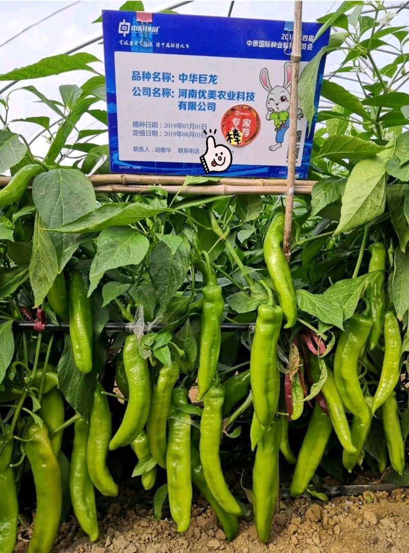 中华巨龙顺直大果抗病丰产杂交椒辣椒种子