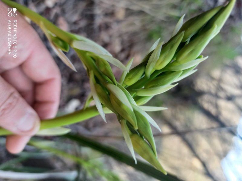 兰花惠兰一颗5-8苗，开花特别香