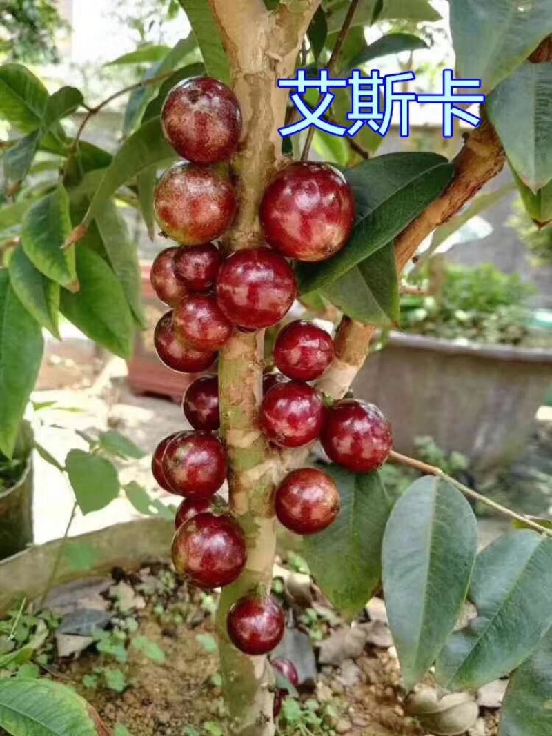 广州苗圃批发沙巴四季艾斯卡福冈嘉宝果树苗2年大苗