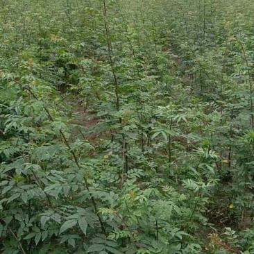 出售耐干旱，耐水浸，无病虫害，易成活，产量高的无刺花椒苗