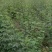 出售耐干旱，耐水浸，无病虫害，易成活，产量高的无刺花椒苗