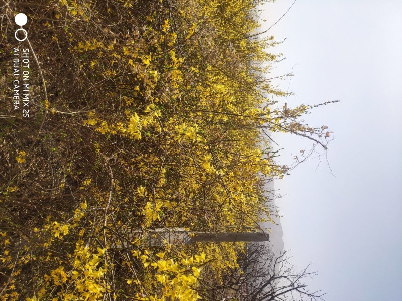 连翘苗，1到4年苗，定值土球苗都有，山地经济林