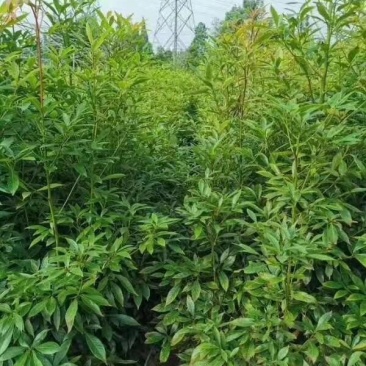 楠木苗
