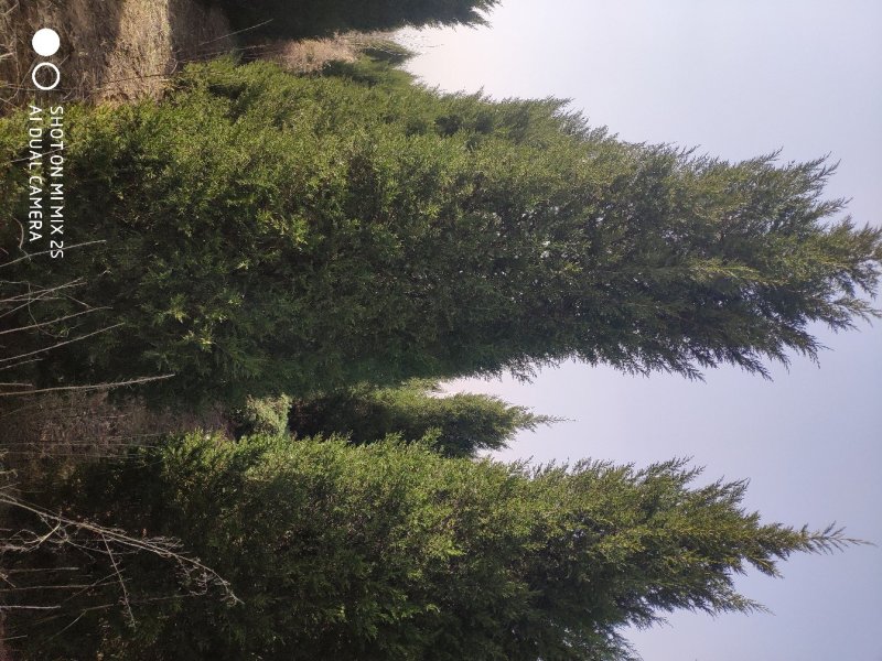 蜀侩，侩柏，圆柏，多种规格，基地直发，量大优惠