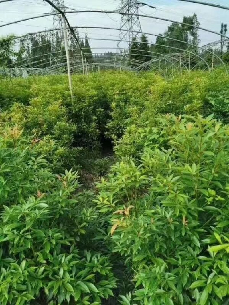 楠木