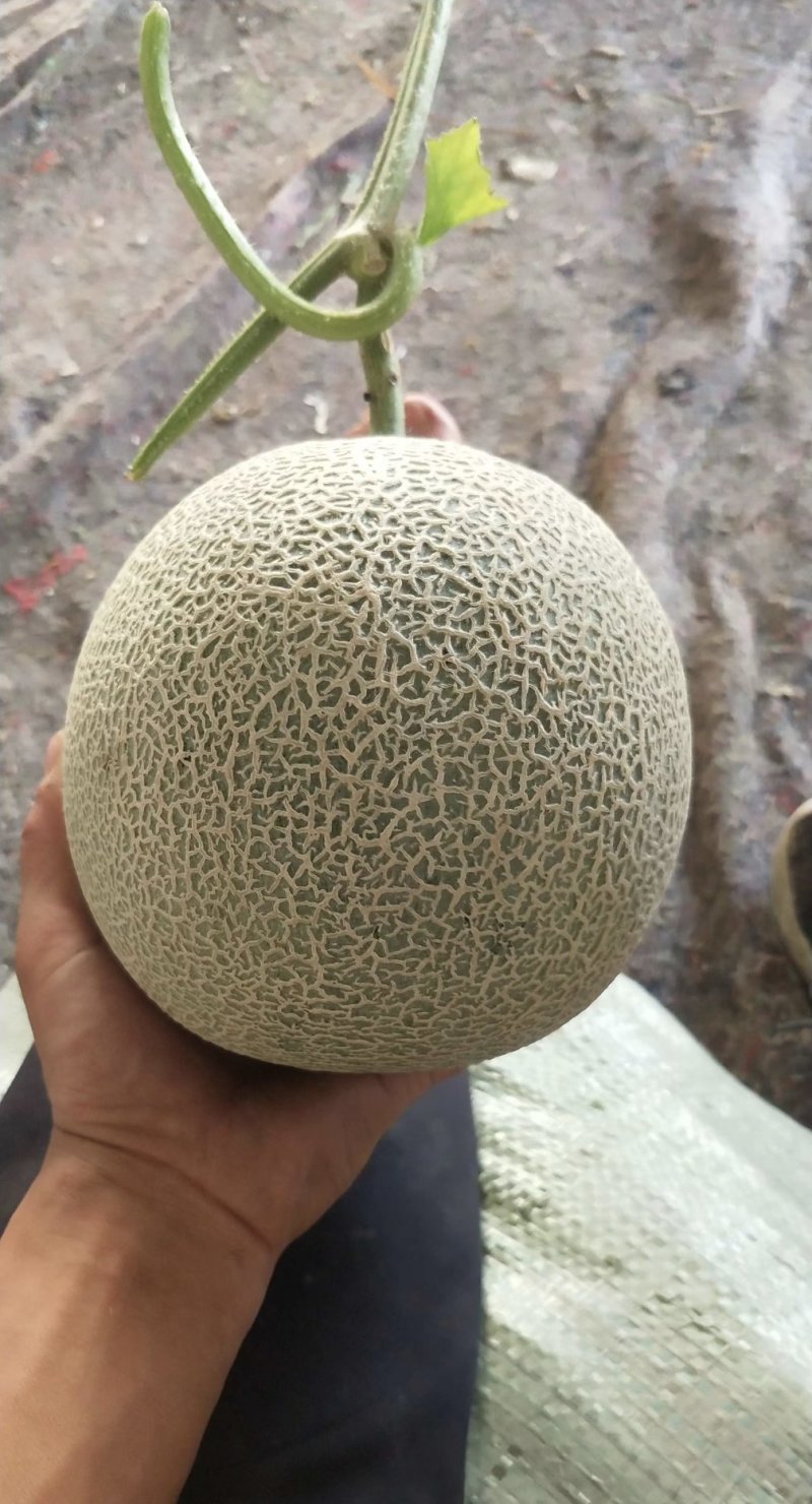 网纹瓜鲁厚甜蜜瓜莘县香瓜甜瓜产地直供对接商超市场平台