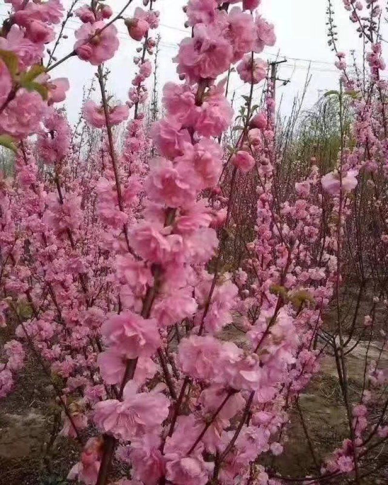 桃花树苗2年苗观赏桃花树苗只开花的桃花苗桃花苗