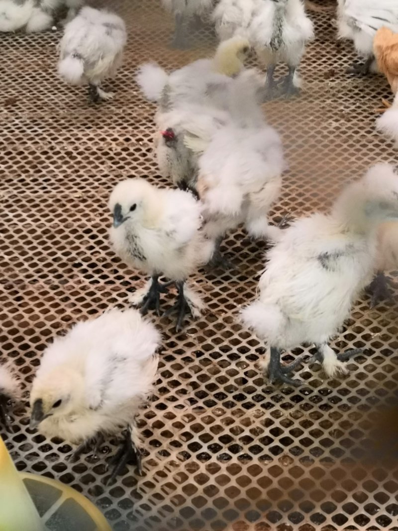 鹅苗大白鹅朗德鹅土鹅苗各种鹅苗鸡苗