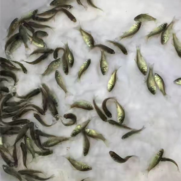 中科3号优质鱼苗品质保证产地直发可视频看货欢迎咨询