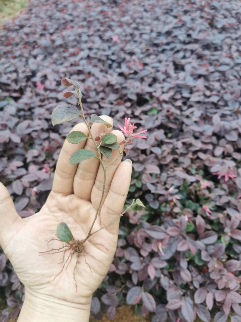红继木，绿化小苗，大杯苗，小杯苗