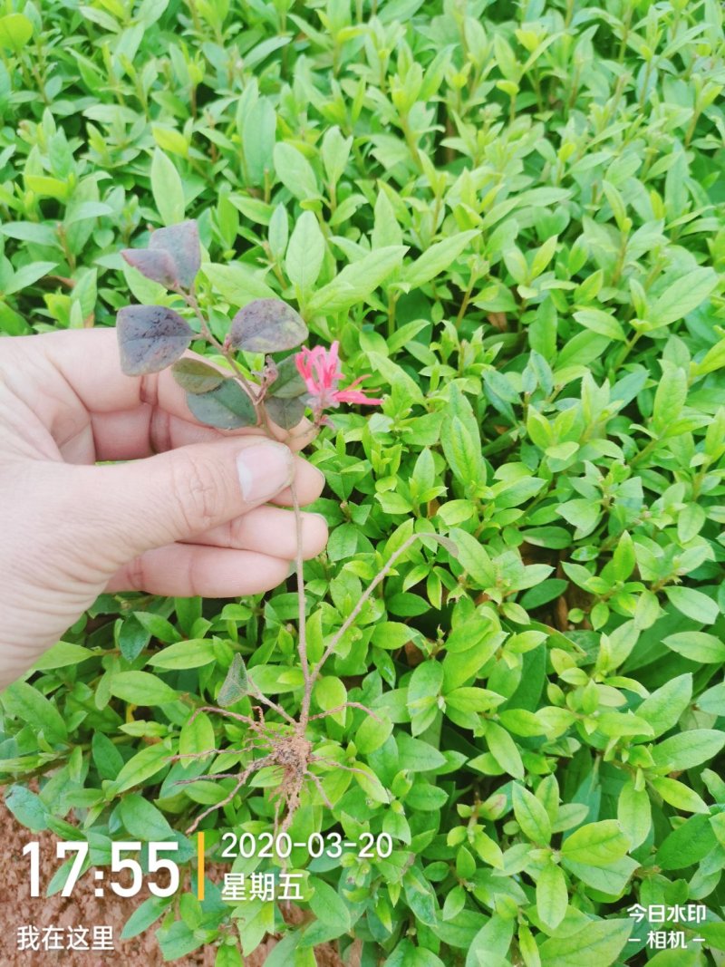 红继木，绿化小苗，大杯苗，小杯苗
