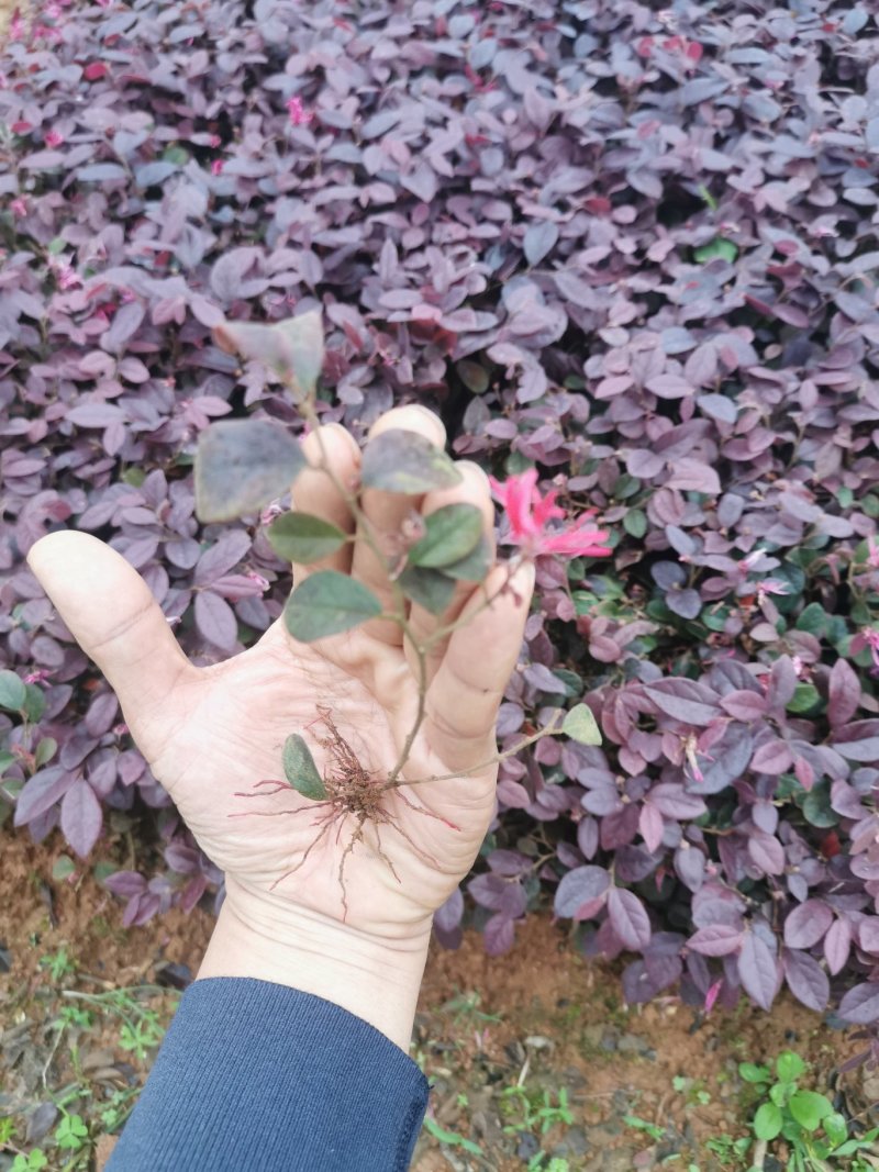 红继木，绿化小苗，大杯苗，小杯苗
