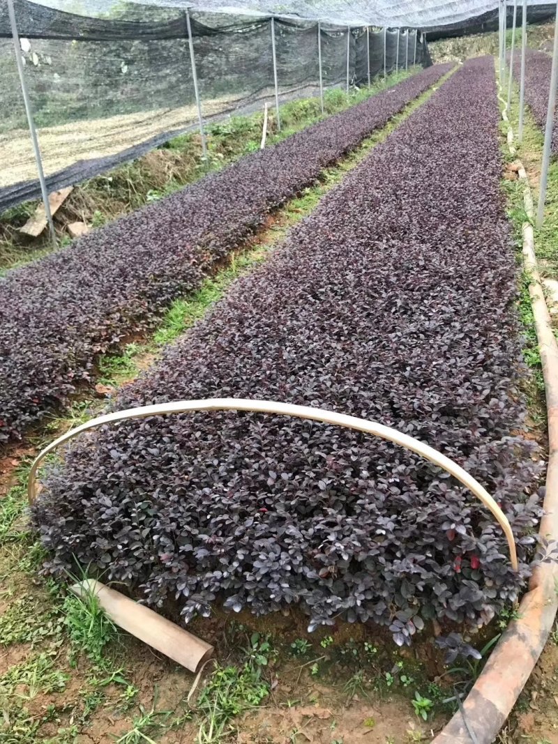 红继木，绿化小苗，大杯苗，小杯苗