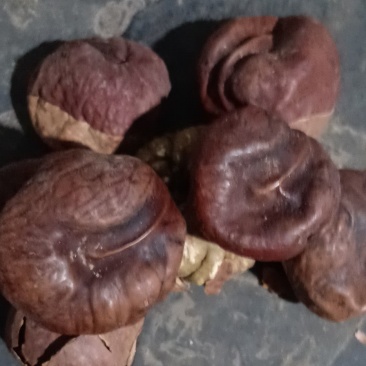 索罗子正品中药材索罗子天师栗娑婆子仙栗开心果苏罗子娑罗子