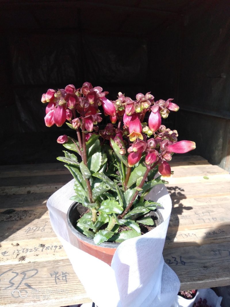 长寿花（130盆，罗马盆，180盆）混色发货，花色齐全