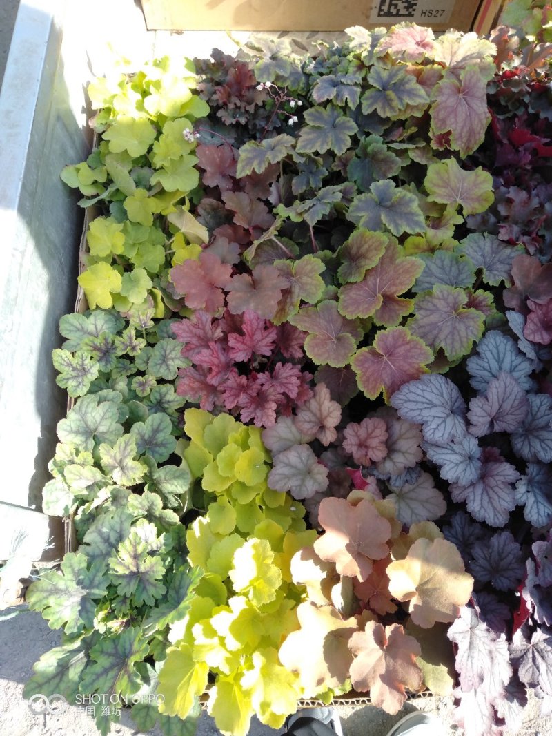 长寿花（130盆，罗马盆，180盆）混色发货，花色齐全