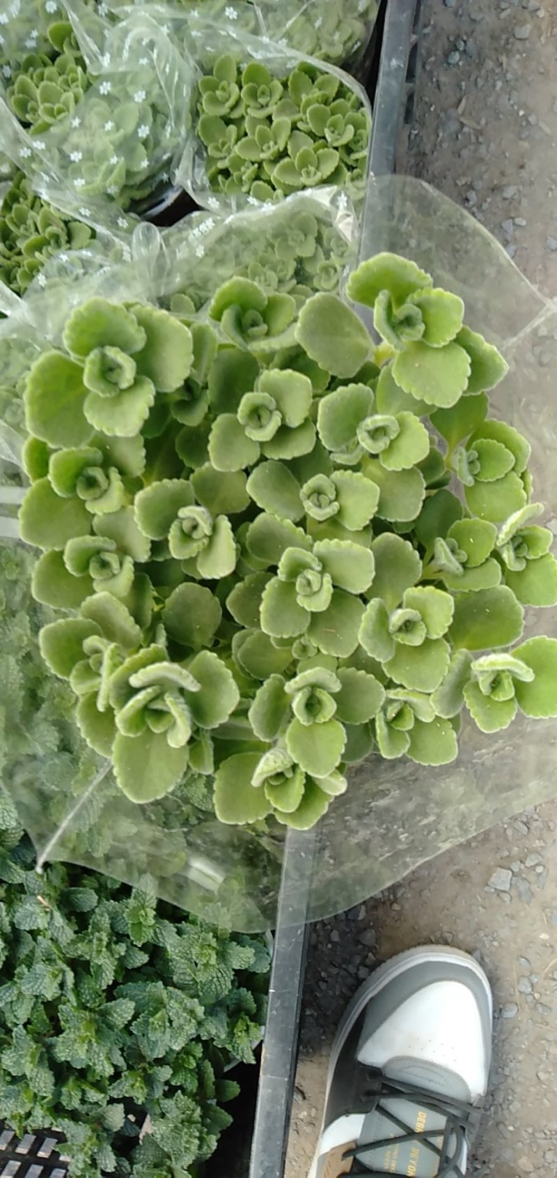 长寿花（130盆，罗马盆，180盆）混色发货，花色齐全