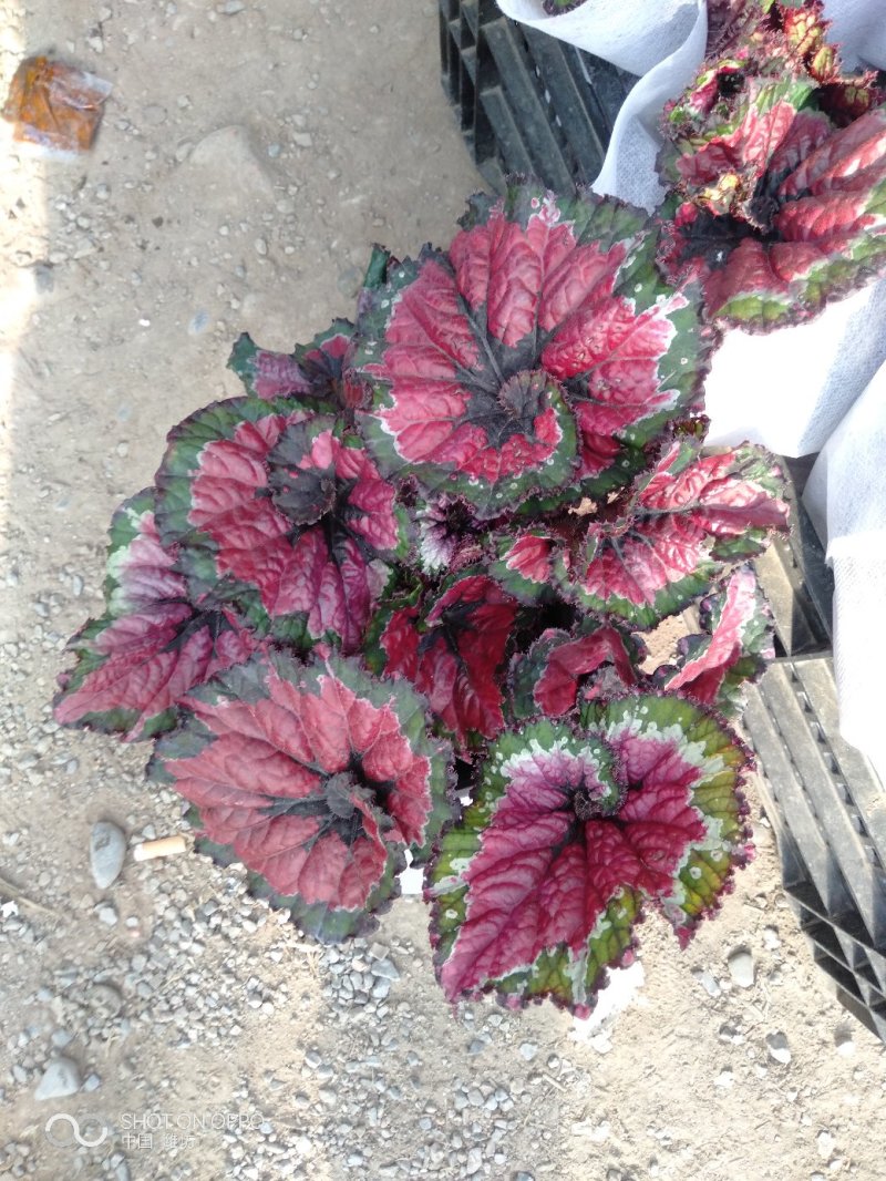 长寿花（130盆，罗马盆，180盆）混色发货，花色齐全