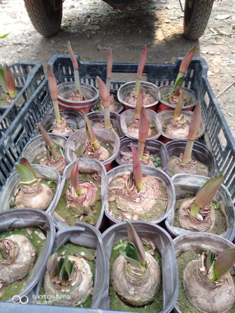 长寿花（130盆，罗马盆，180盆）混色发货，花色齐全