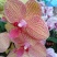 平头红凤梨30~50cm，花期很长，具有很高的观赏价值