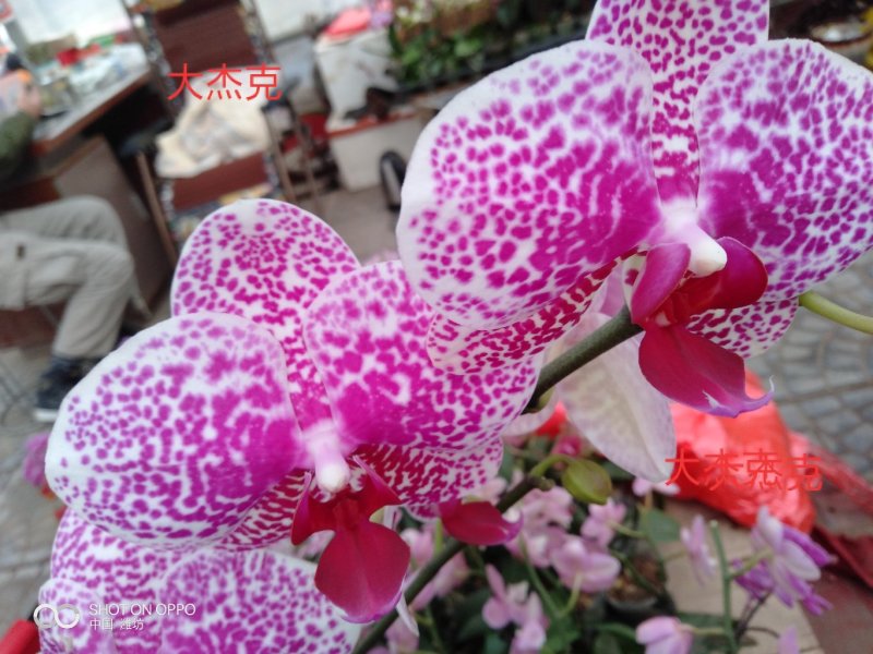平头红凤梨30~50cm，花期很长，具有很高的观赏价值