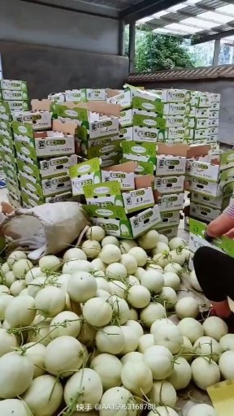 供应山东莘县冰清玉姑蜜瓜
