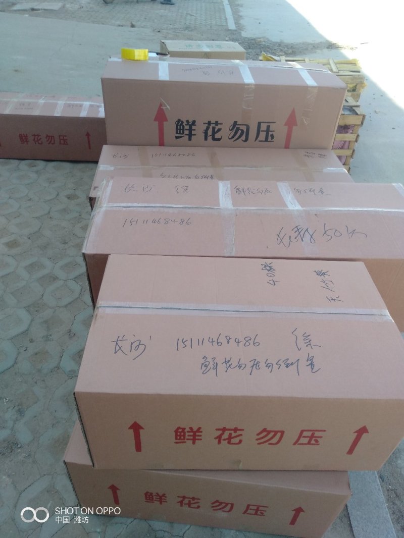 金边吊兰（金边吊兰，金心吊兰）观赏价值高，