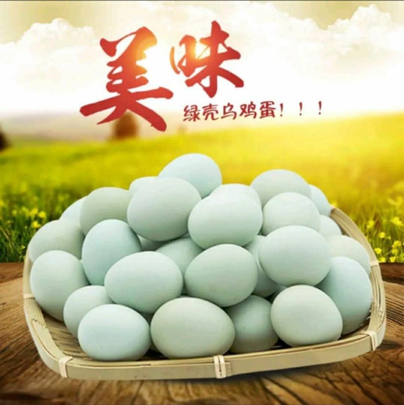 （勿拍）绿壳乌鸡蛋