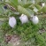 红宝石无籽芭乐，帝王芭乐（白肉）嫁接小苗
