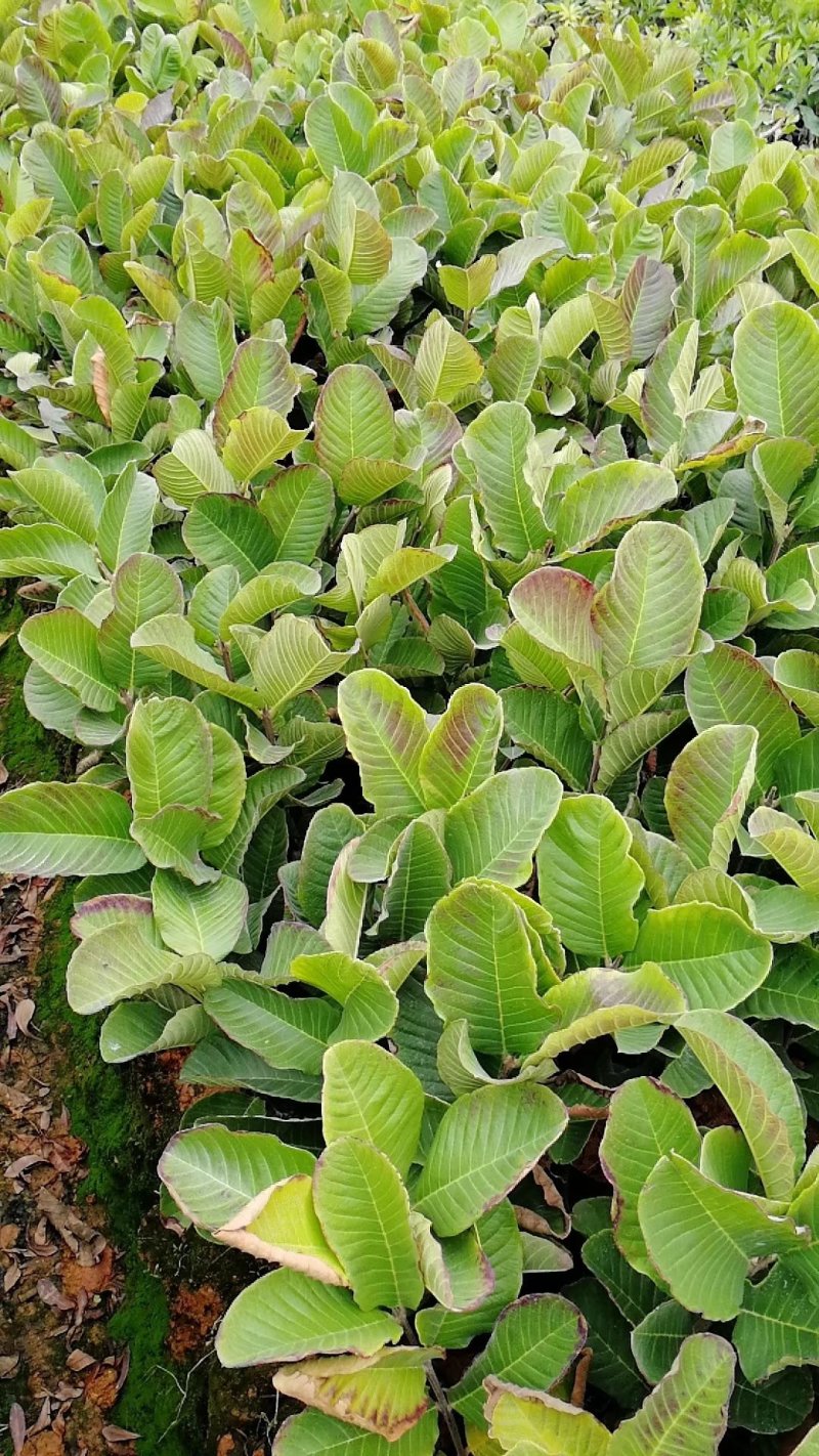 红宝石无籽芭乐，帝王芭乐（白肉）嫁接小苗