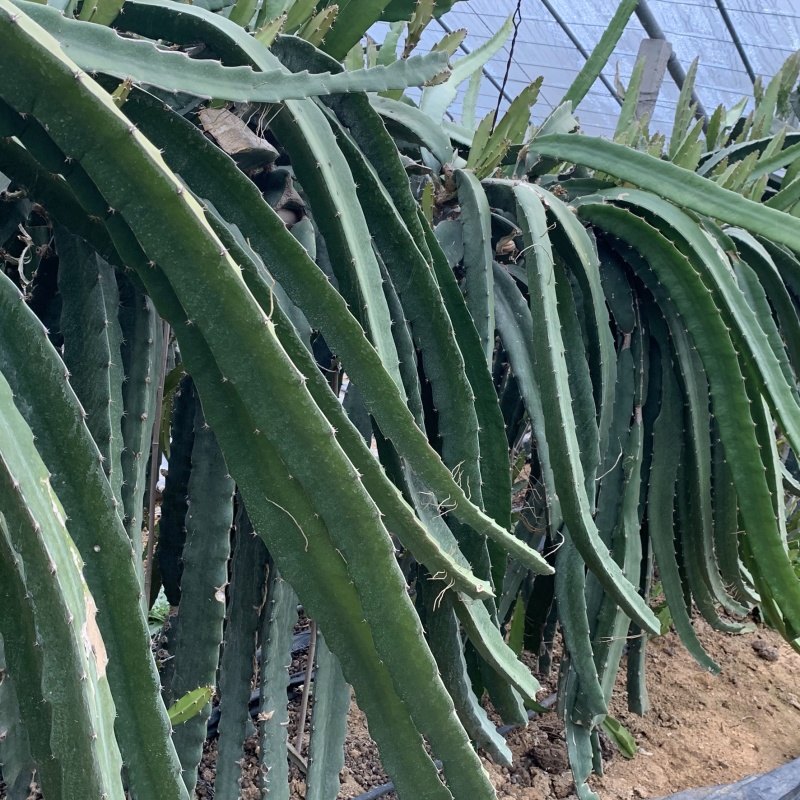 金都一号火龙果苗基地直销，根系发达提供种植服务