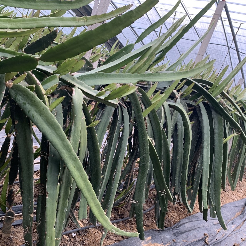 金都一号火龙果苗基地直销，根系发达提供种植服务
