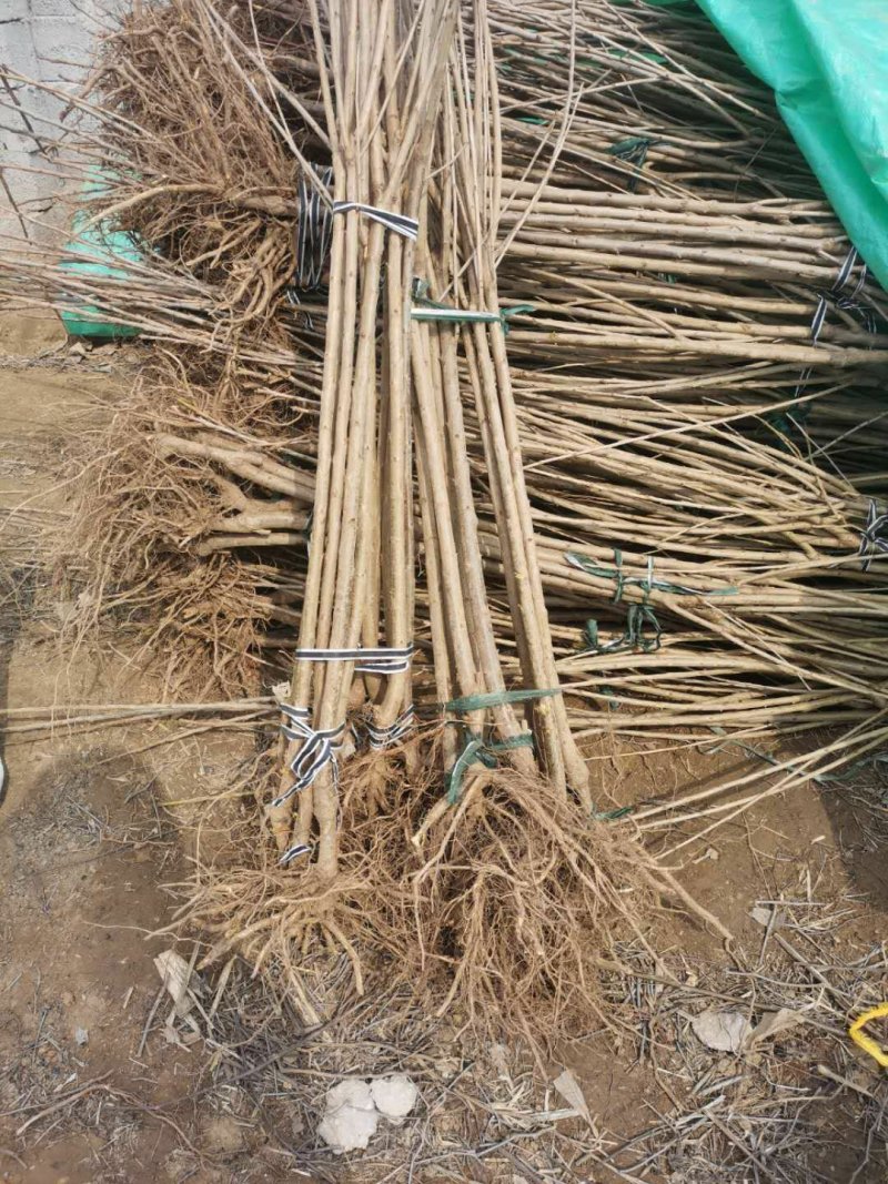 美人醉李子苗，甜度高新品种，包品种，基地直供，品质保证