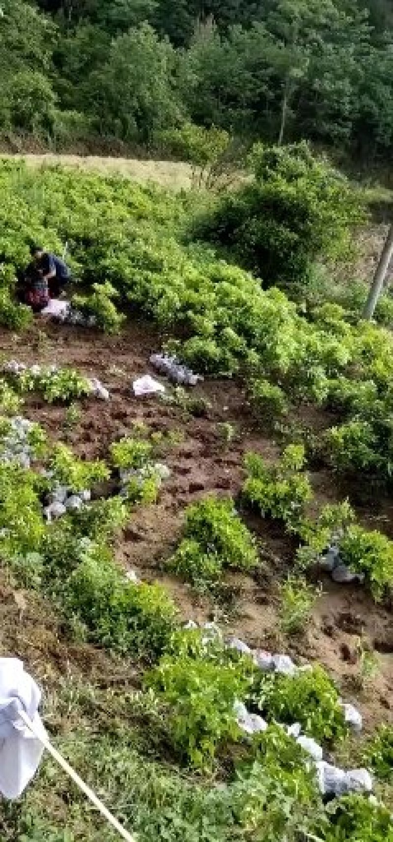 爱媛38，春枧粑粑柑，沃柑，大雅