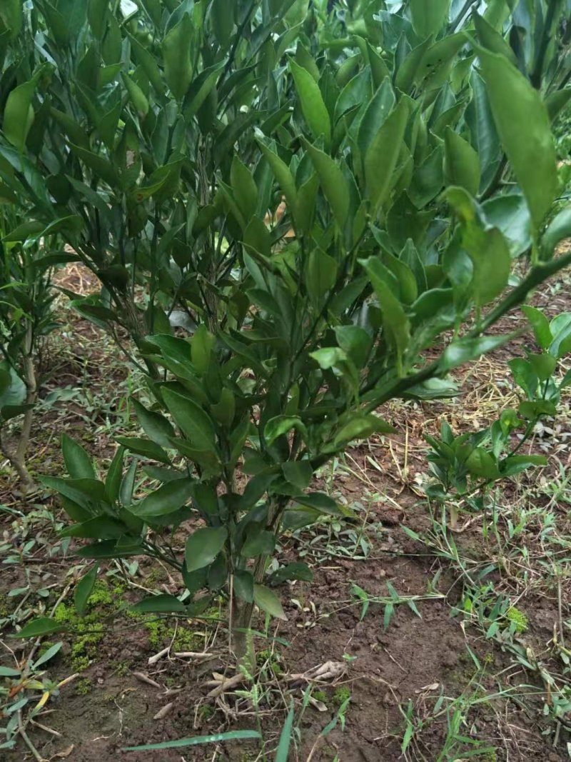 爱媛38，春枧粑粑柑，沃柑，大雅