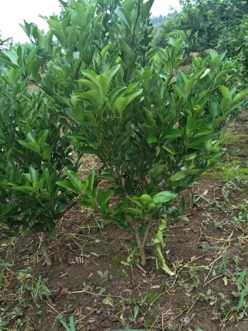 爱媛38，春枧粑粑柑，沃柑，大雅