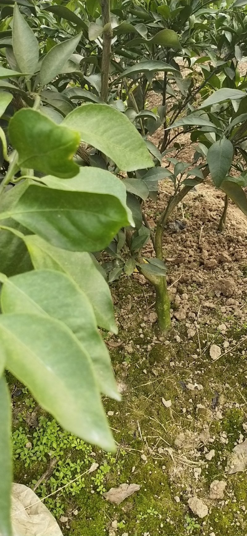 爱媛38，春枧粑粑柑，沃柑，大雅