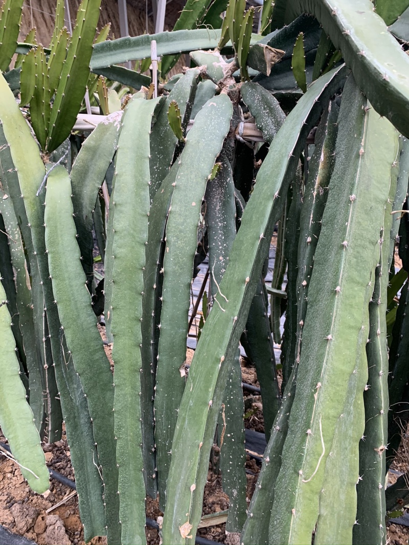 红心火龙果苗基地直销，根系发达提供种植服务