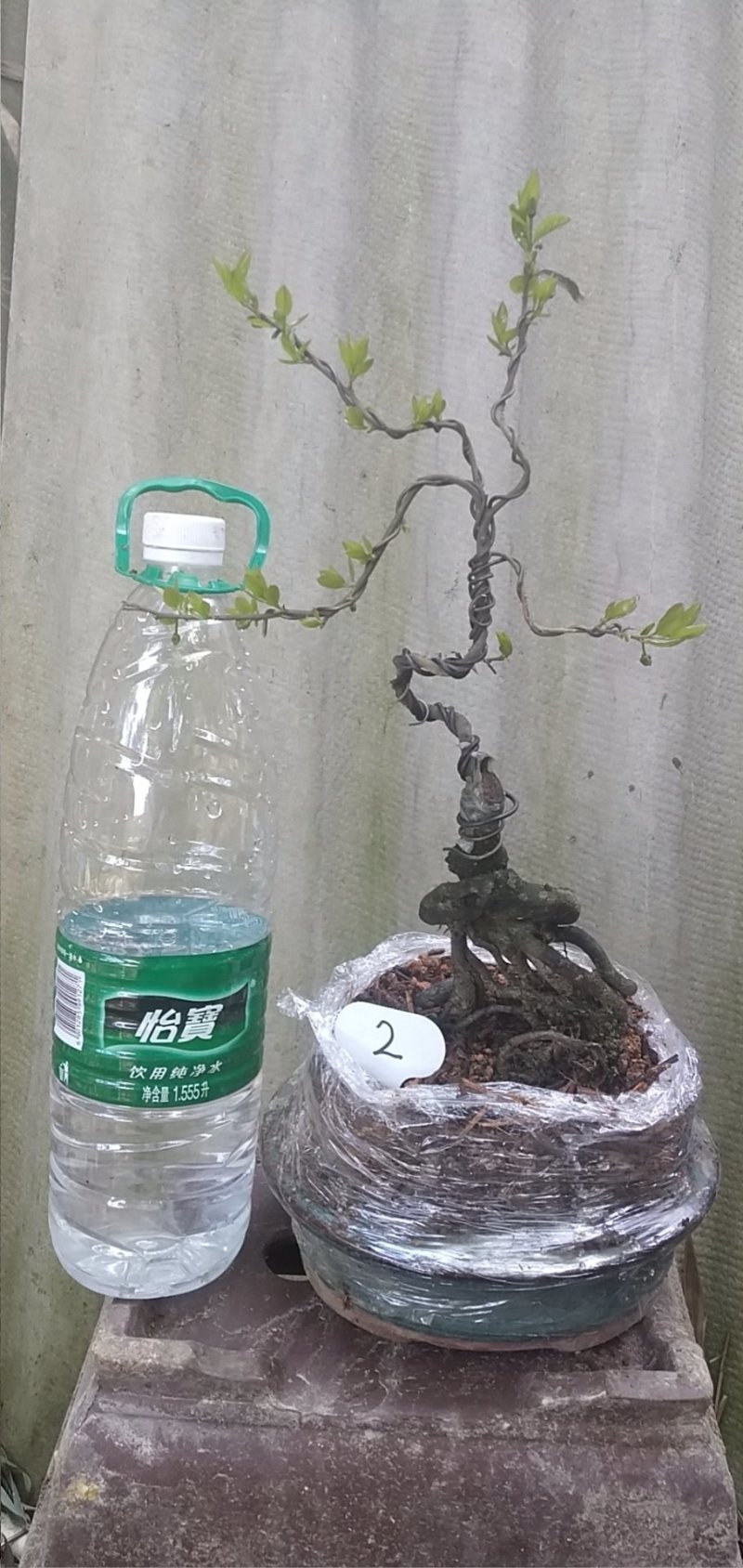金弹子车厘子