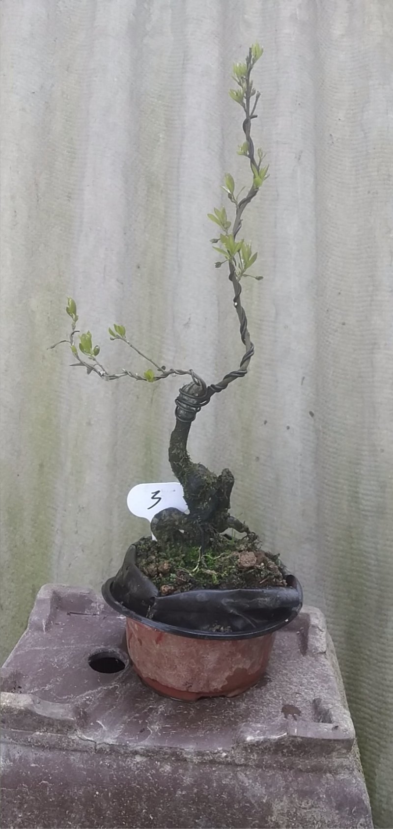 金弹子车厘子