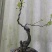 金弹子车厘子