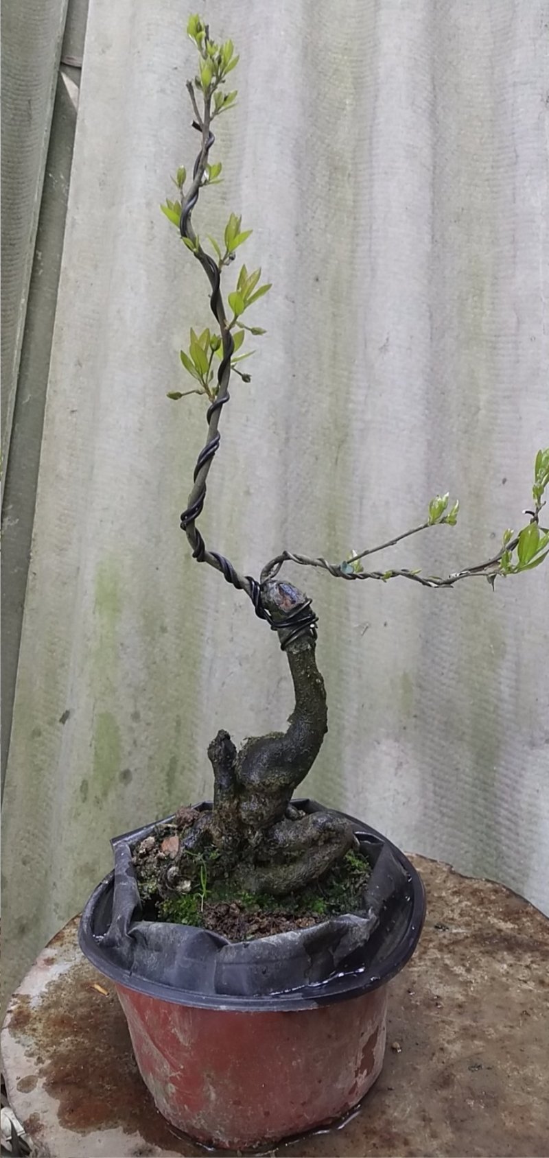金弹子车厘子