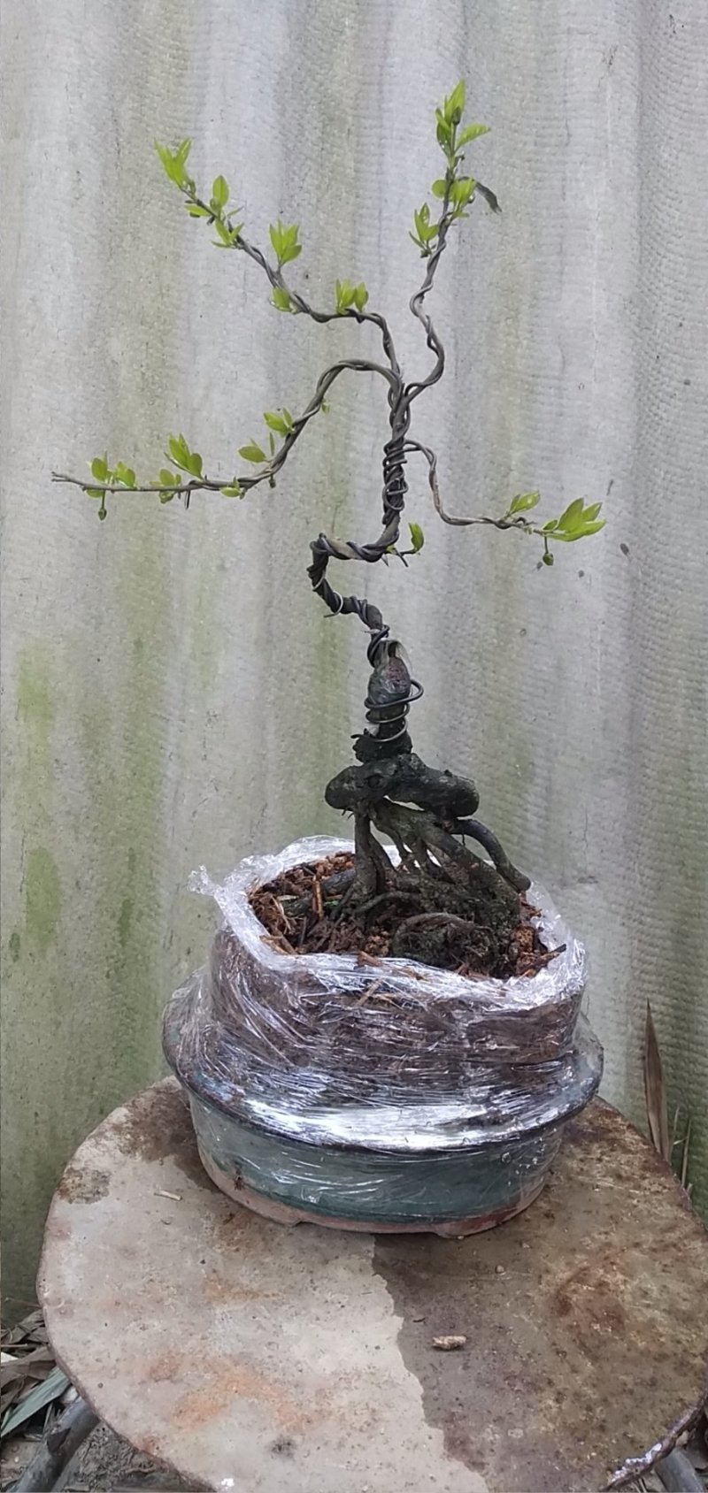 金弹子车厘子